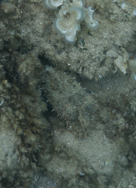 A cuttlefish in hiding. (Image: Roger Hanlon)